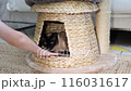 Boy is playing with pet a Siamese cat inside a wicker cat house. Heartwarming moment of interaction between pet and child in a cozy home setting. National cat day. National pet day.  116031617