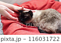 Close up Siamese cat relaxing on a red blanket while being gently petted. National cat day. National pet day.  116031722