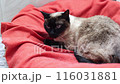 Close up siamese cat lying on a red blanket. National cat day. National pet day.  116031881