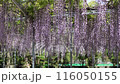 藤沢・白旗神社・藤棚・鯉のぼり（特窓_no6） 116050155