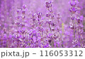 Video of a lavender field at beautiful morning, Provence, France. 116053312