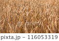Video of a wheat field at sunny day 116053319