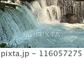 サクラ鱒 116057275