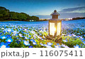 夜のネモフィラの癒し 116075411