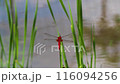 A scarlet dragonfly resting on a blade of grass by the edge of a rice field, from directly behind 116094256