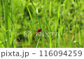 A scarlet dragonfly takes off and comes back again and again 116094259