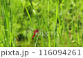A scarlet dragonfly resting on a blade of grass on the edge of a rice field, from behind at an angle 116094261
