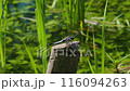 A white-tailed skimmer resting on a post on the edge of a rice field and looking around with its head turned 116094263