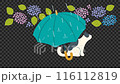 Rainy day. Umbrella and cat loop animation. Hydrangea. Transparent background. 116112819