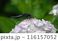 A large dragonfly resting on a hydrangea 116157052