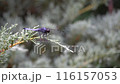 A large dragonfly and a long-legged spider resting on a conifer leaf 116157053