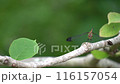 A dragonfly resting on a tree branch 116157054