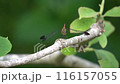 A dragonfly resting on a tree branch swaying in the wind 116157055