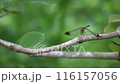 A dragonfly resting on a tree branch 116157056