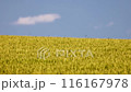 Wheat field with floating clouds 116167978