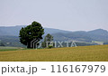 A single tree standing in a wheat field 116167979