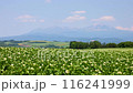 Potato fields and Mount Asahi 116241999