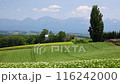 Kenmeri and potato fields 116242000
