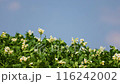 Potato flowers 116242002