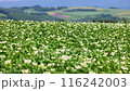 Potato Hill 116242003