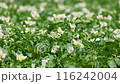 Potato flowers 116242004