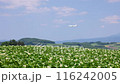 Potato field and airplane 116242005