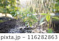 蔬菜暴露在早晨的陽光下 (Molokhiya) 並澆水 116282863