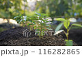蔬菜暴露在早晨的陽光下 (Molokhiya) 並澆水 116282865