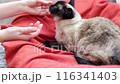 Close up Siamese cat relaxing on a red blanket while being gently petted of women hands. National cat day. National pet day.  116341403