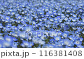 春のネモフィラ 116381408