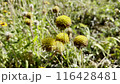 A closeup of dry yellow wildflowers in a field, showcasing the beauty of nature and biodiversity 116428481