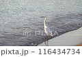 Great egret (Ardea alba), a medium-sized white heron fishing on the sea beach. White heron on the hunt 116434734