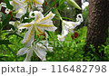 風に揺れるユリの花 116482798