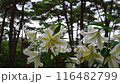 風に揺れるユリの花 116482799