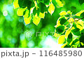 日の光が当たり輝く緑の葉 116485980