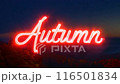 Orange neon sign "AUTUMN" and autumn leaves 116501834