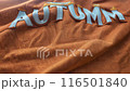 Autumn-colored sweatshirt with the word "AUTUMN" 116501840