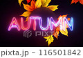 Colorful neon sign "AUTUMN" and autumn leaves 116501842