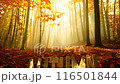Autumn forest: Golden "AUTUMN" letters and autumn leaves 116501844