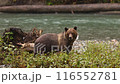 Grizzly bear standing by the river catching salmon. Brown bear searching for food in the fall, fishing for salmon. Brown bear in coastal British Columbia near Bute Inlet and Campbell River, Canada. 116552781