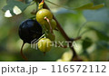 Ripe and unripe black currant berries on a bush branch. Natural background 116572112