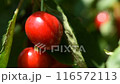 Ripe cherries on a tree branch. Natural background 116572113