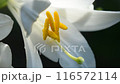 White lily flower close-up. Natural background 116572114