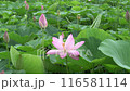 荷花田裡盛開的粉紅色荷花（夏季，七月） 116581114