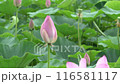 荷花田裡盛開的粉紅色荷花（夏季，七月） 116581117