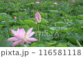荷花田裡盛開的粉紅色荷花（夏季，七月） 116581118