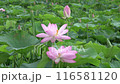 荷花田裡盛開的粉紅色荷花（夏季，七月） 116581120