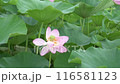 荷花田裡盛開的粉紅色荷花（夏季，七月） 116581123