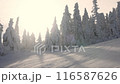 Magical Winter Landscape: Sunlit, Snow-Covered Trees at a Stunning Sunset 116587626