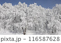 Winter wonderland. Enchanting Winter Majesty: Sun-Drenched Snow-Covered Trees Against a Brilliant Blue Sky, a Portrait of Nature's Quietude 116587628